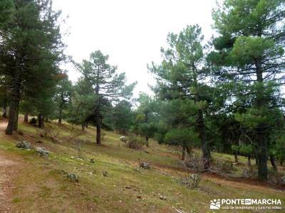 Pinares, Riscos y Atalayas; excursiones en madrid y alrededores; viajes activos